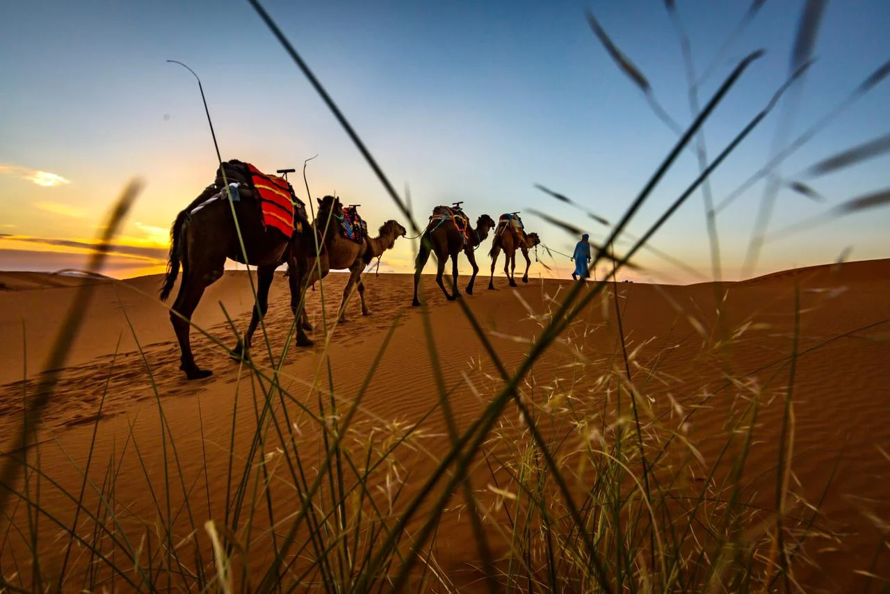 Camel ride in merzouga sahara marrakech tour
