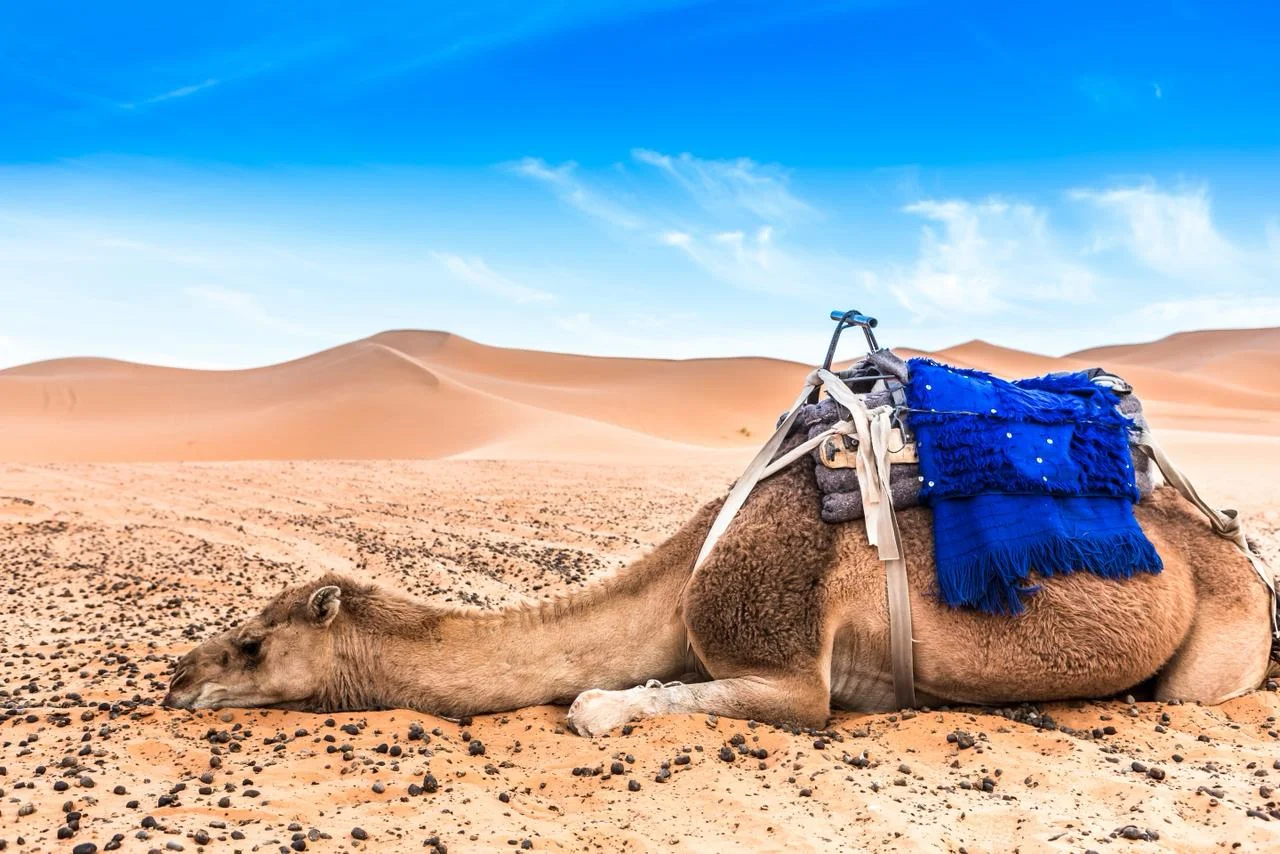 camel resting in merzouga desert marrakech tour
